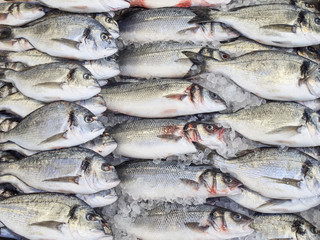 Fresh various fish on ice, pattern, view from top