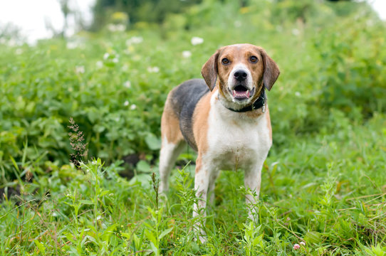 Estonian hound portrait