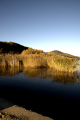 reed on a lake prespa, macedonia