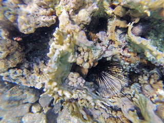 Underwater landscape on a shallow coral reef with sea urchin and calm water surface in the Red sea