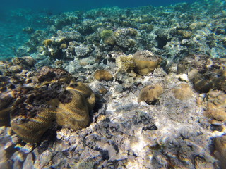 Underwater landscape on a shallow coral reef with calm water surface in the Red sea