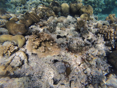 Underwater landscape on a shallow coral reef with sea urchin and calm water surface in the Red sea
