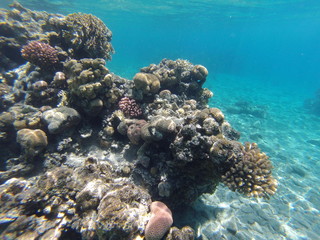 Underwater landscape on a shallow coral reef with calm water surface in the Red sea
