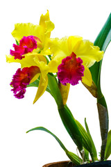 Fresh Cattleya Orchid