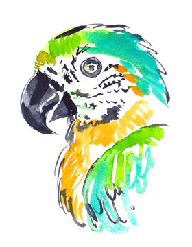 Portrait of bright tropical parrot painted in watercolor on clean white background