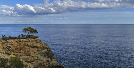 panoramic view of tree that grows on cliffs