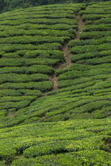 Tea plantation in Cameron highlands,mountain hills in Malaysia