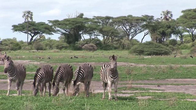 Wild Zebra horse in African Botswana savannah Africa 