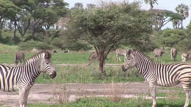Wild Zebra horse in African Botswana savannah Africa 