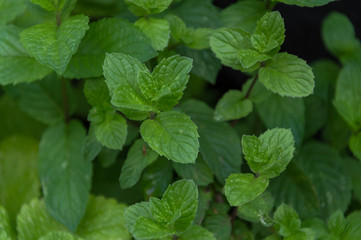 Fototapeta na wymiar Fresh mint in the garden