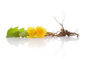 Dandelion background, herbal remedy.