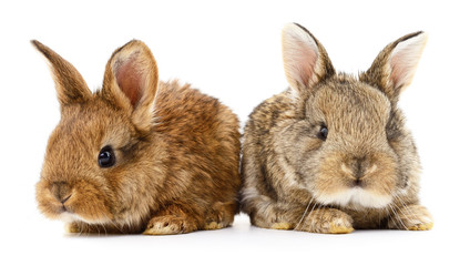 Obraz premium Two bunny rabbits.