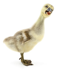 Little gosling isolated.