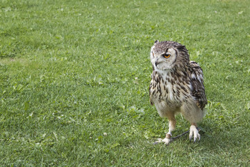 Eurasian eagle-owl (Bubo bubo)