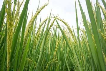 Fototapeta premium Paddy fields
