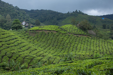 Fototapeta na wymiar Tea plantation in Cameron highlands,mountain hills in Malaysia