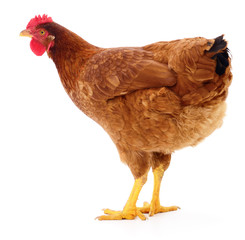 Brown hen isolated.