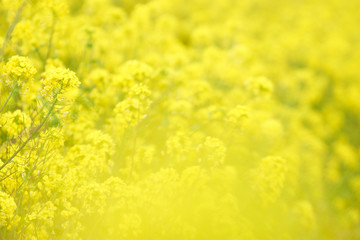 一面の菜の花