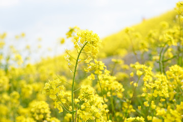 菜の花　満開
