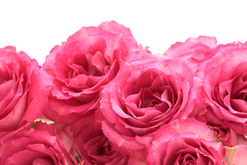 Obraz premium 桃色の薔薇