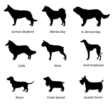 Set of dog breeds silhouettes isolated on white. Different vector dogs icons with names.