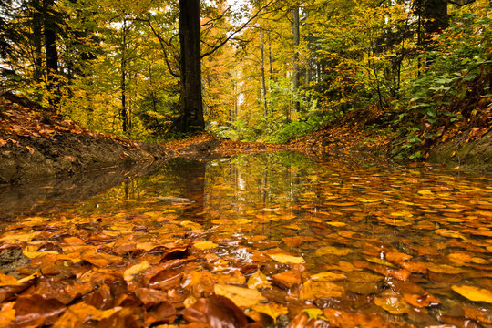 Fototapeta Pond with fallen leaves in a forest after autumn rain at mountain Goc, Serbia