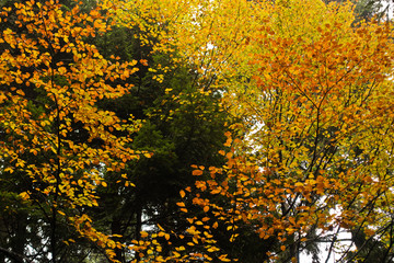 Detail of autumn colors in a forest at mountain Goc, Serbia
