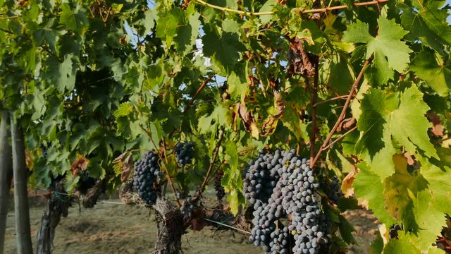 Timelapse avvicinamento grappolo uva
