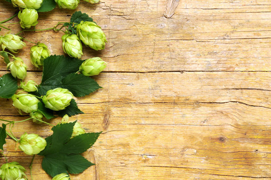 Humulus lupulus Common hop L&uacute;pulo 蛇麻 Luppolo Хмель обыкновенный Hmelj Chmiel zwyczajny Chmel ot&aacute;čiv&yacute; Echter Hopfen Cerveza Houblon Birra Navadni Bier hmelj Beer Pivo Hoa bia جنجل شائع Plant пиво Piwo