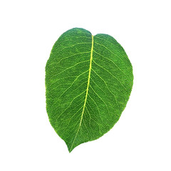 leaf of pear isolated on white background with clipping path