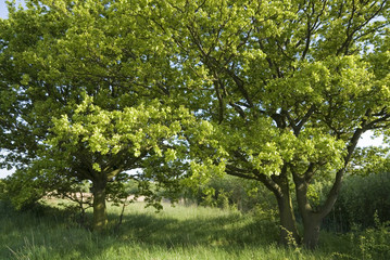 Obraz premium Two young oak trees stand side by side on the edge of a field, Yorkshire, UK