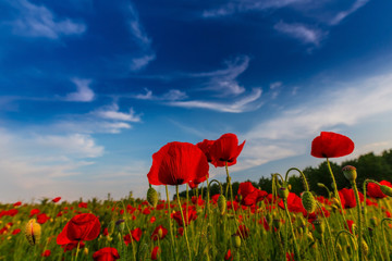 Field of red poppies in bright evening light