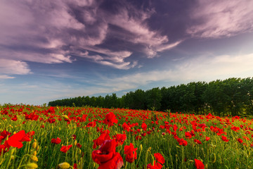 Field of red poppies in bright evening light