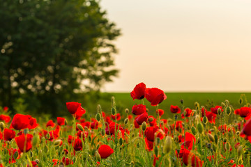 Field of red poppies in bright evening light