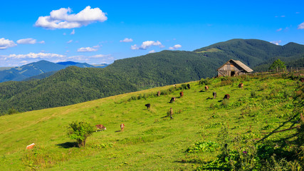 Fototapeta na wymiar Cows grazing on pasture in Carpathian mountains, Ukraine.