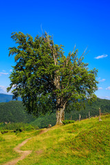 Fototapeta premium One tree of old oak under blue sky in Carpathian mountains, nature landscape, Ukraine.