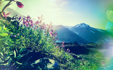 Mountains meadow