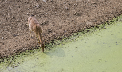 Curious juvenile spotted deer