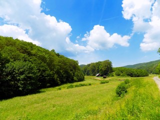 Meadow and deciduous forest in wild nature
