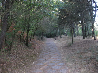 Fototapeta premium Caminos y subidas entre bosques de una montaña.