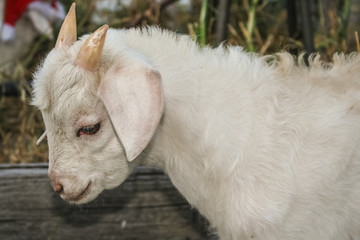 Fototapeta premium Side on portrait view of baby white baby goat with small pointy horns.