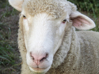 Naklejka na ściany i meble Close-up of sweet white woolly sheep looking at camera.