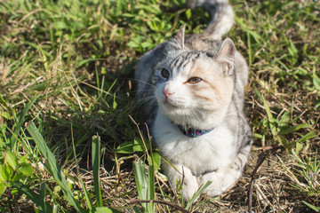 domestic cat in outdoor