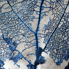 Abstract composition with rotten leaves with fibers texture and inverted colors - blue filigree...