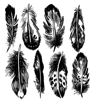 Bird feathers . Vector freehand drawing in vintage style . A set of eight pens exotic birds.