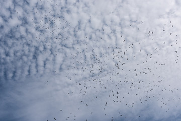 Many birds flying