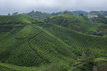 Fototapeta na wymiar Tea plantation in Cameron highlands,mountain hills in Malaysia
