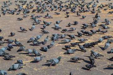 Large amounts of Pigeons