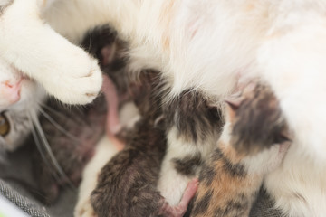 cat breastfeeding baby