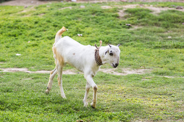 Obraz na płótnie Canvas Goat in India